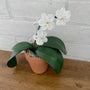 Beaded Pot Plant Craft Kit - Orchid